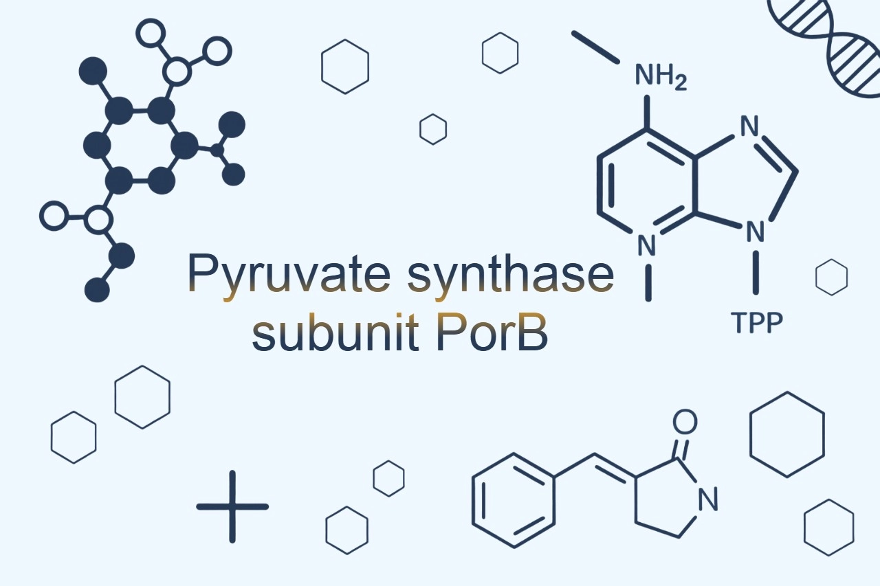 Pyruvate Synthase Subunit PorB : Structure, Mechanism, and Research Applications