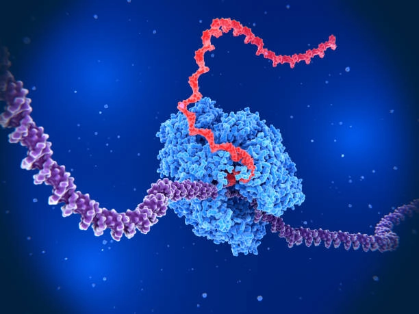 DNA-Directed Polymerases