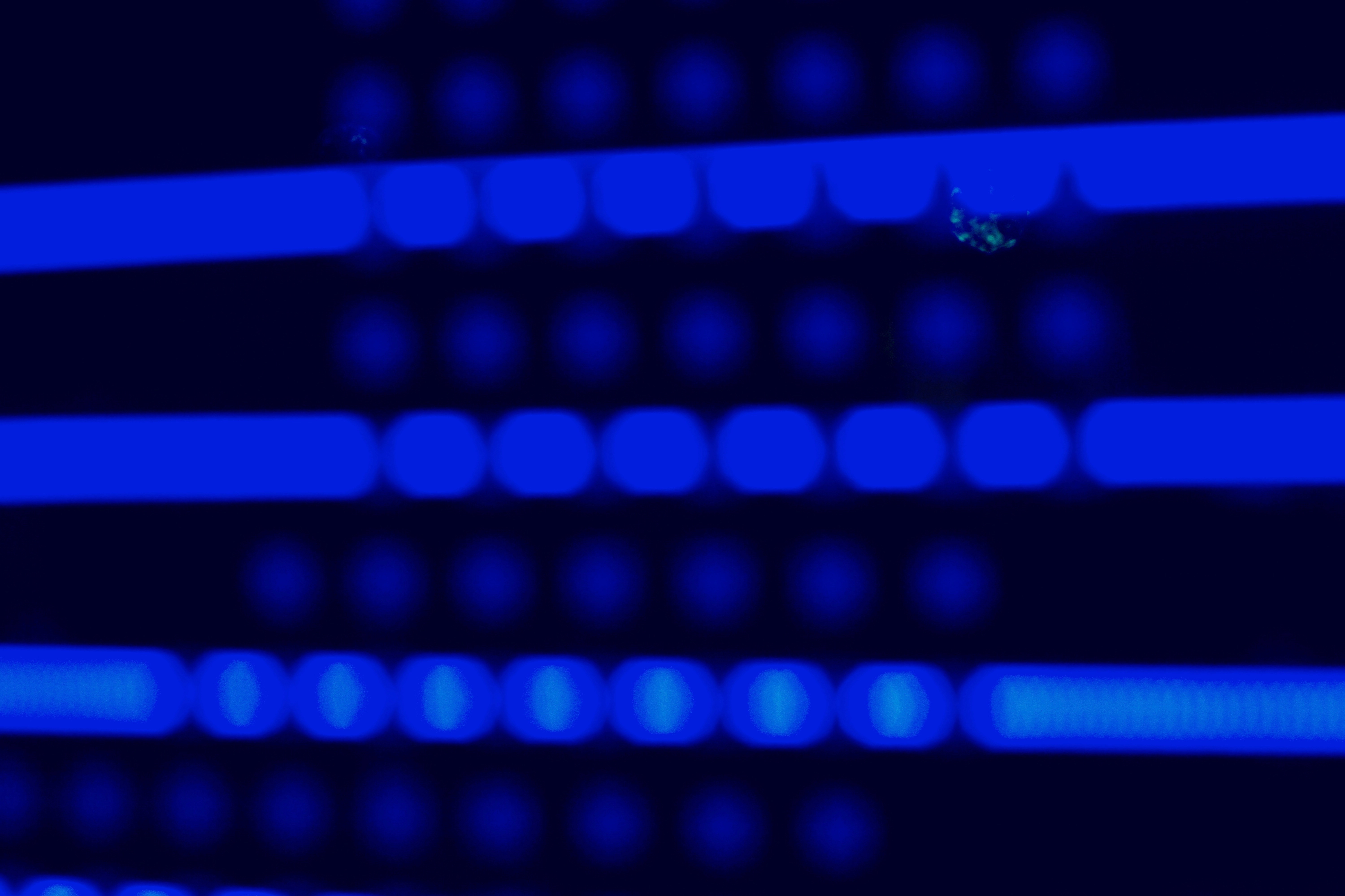 Coomassie InstantBlue: Fast, Clean Protein Staining for Modern Research