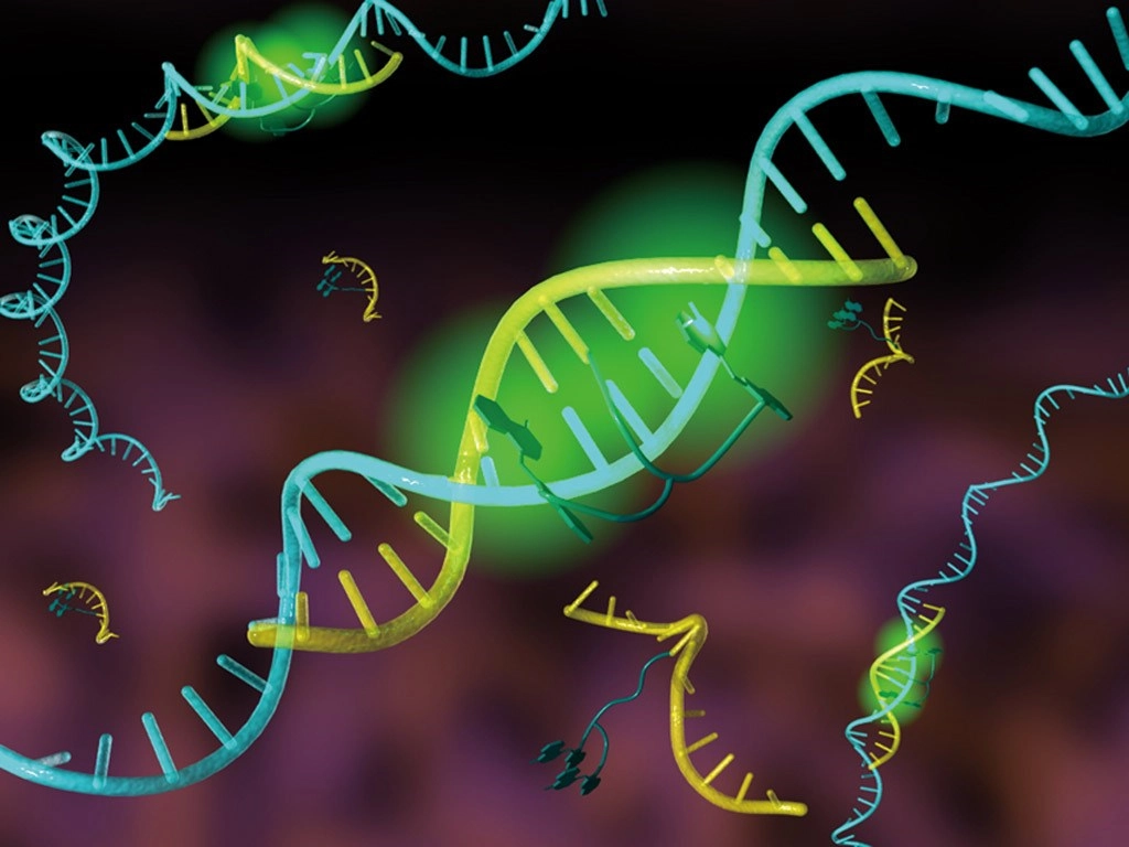 Fluorescence in Situ Hybridization (FISH): A Powerful Tool for Gene and Chromosome Analysis