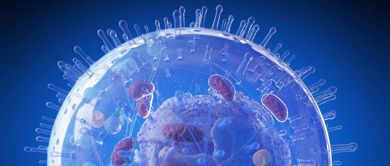 The Biology of Pantothenate Kinase 4 (PANK4)