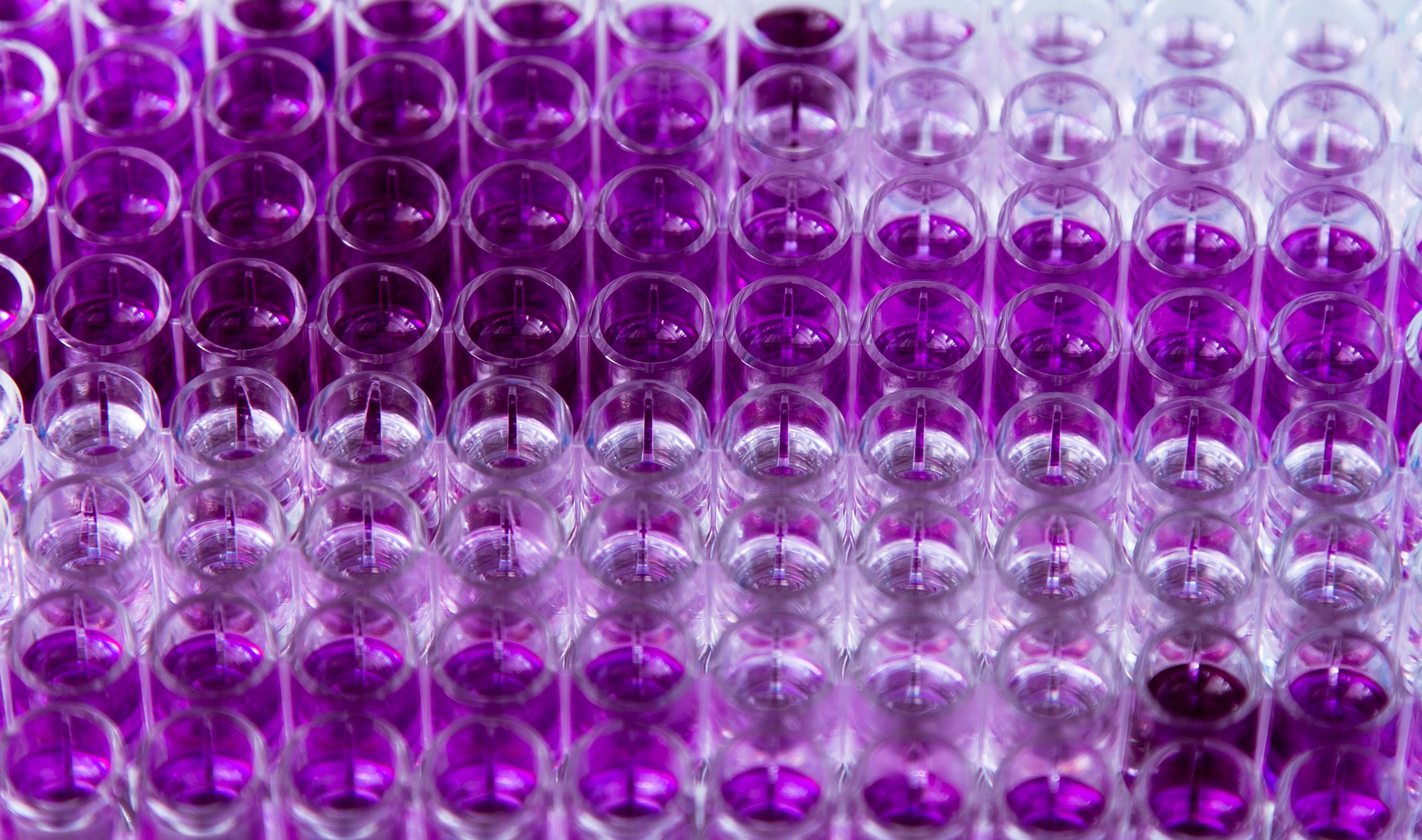 Anti-Skeletal Muscle Antibodies