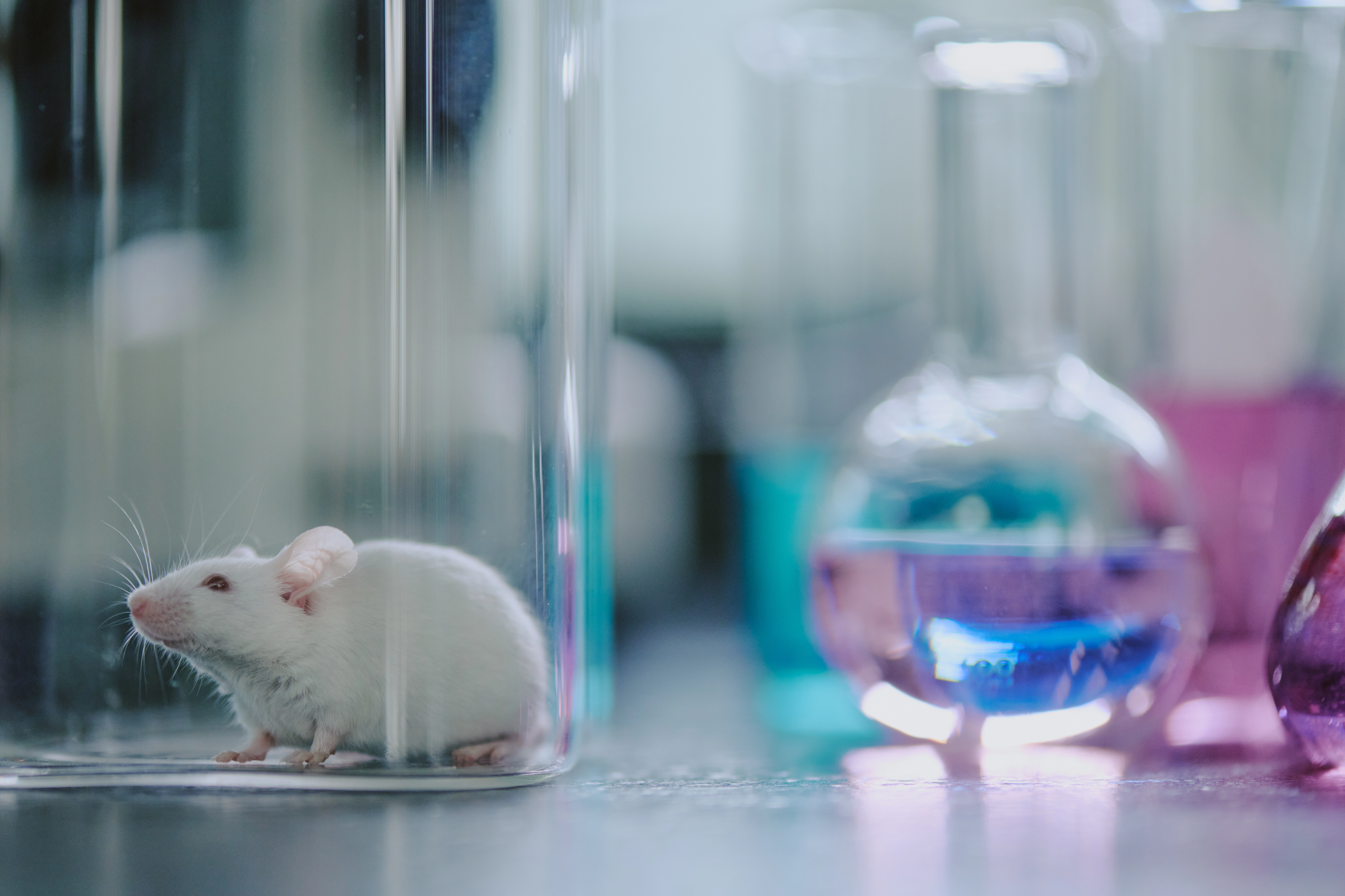The Mouse SETD4 ELISA Kit