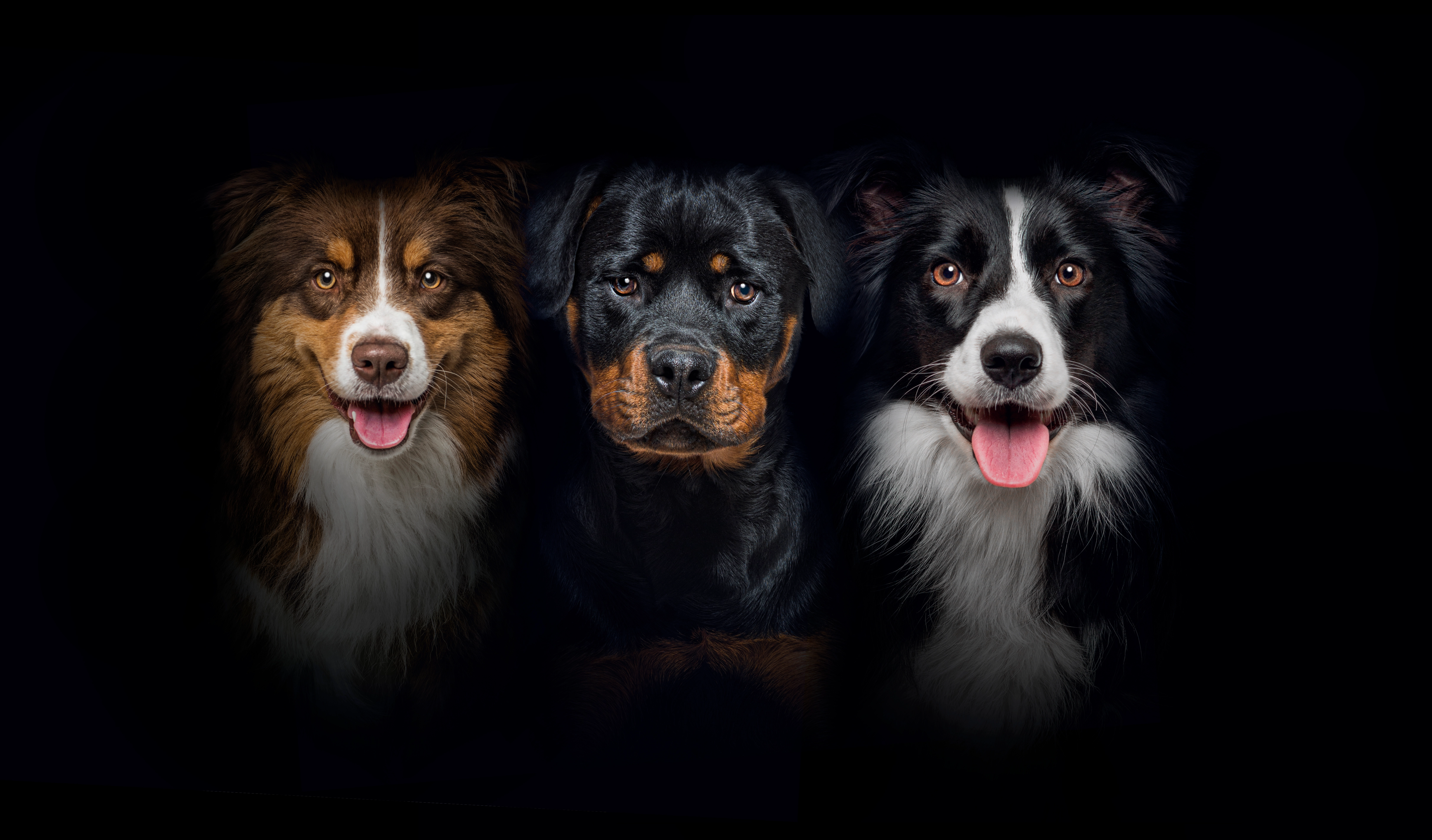 Nori Canine Prolactin ELISA Kit: A Diagnostic Review