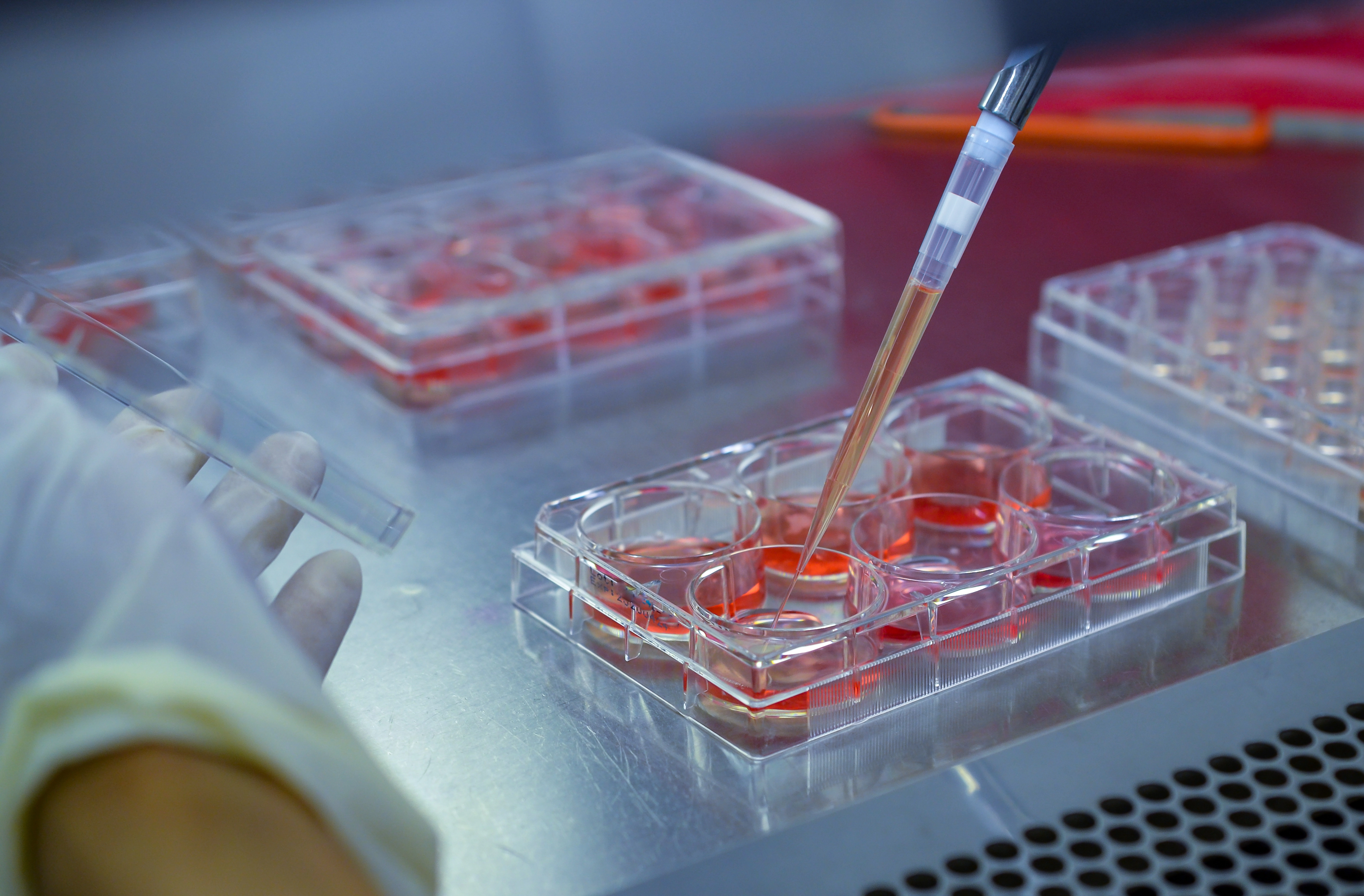 Immortalized Cells vs. Cancer Cells