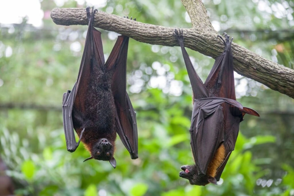 Nipah Virus: What You Need to Know About the Outbreak, Symptoms, and Prevention