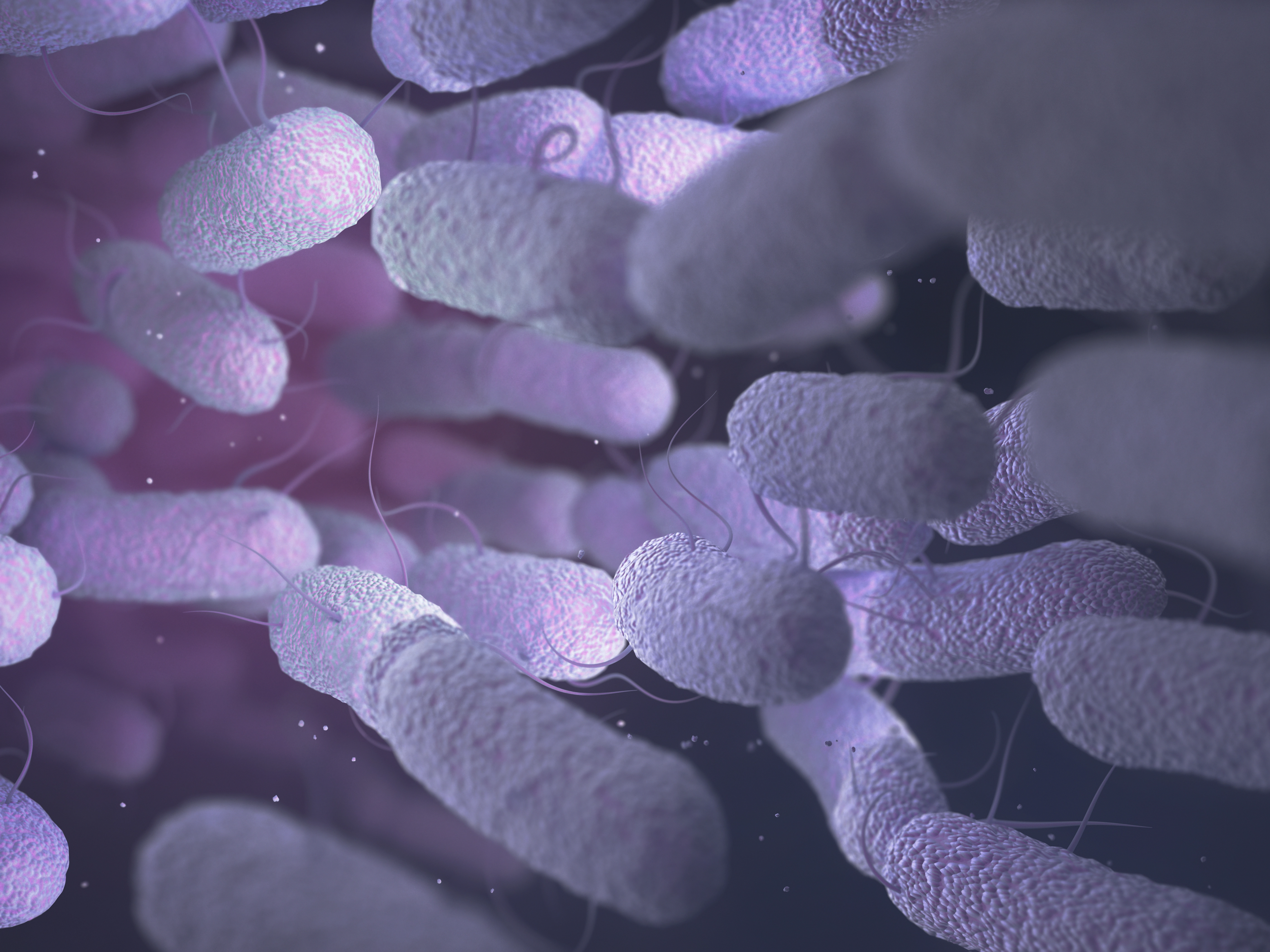Bacterial Transformation
