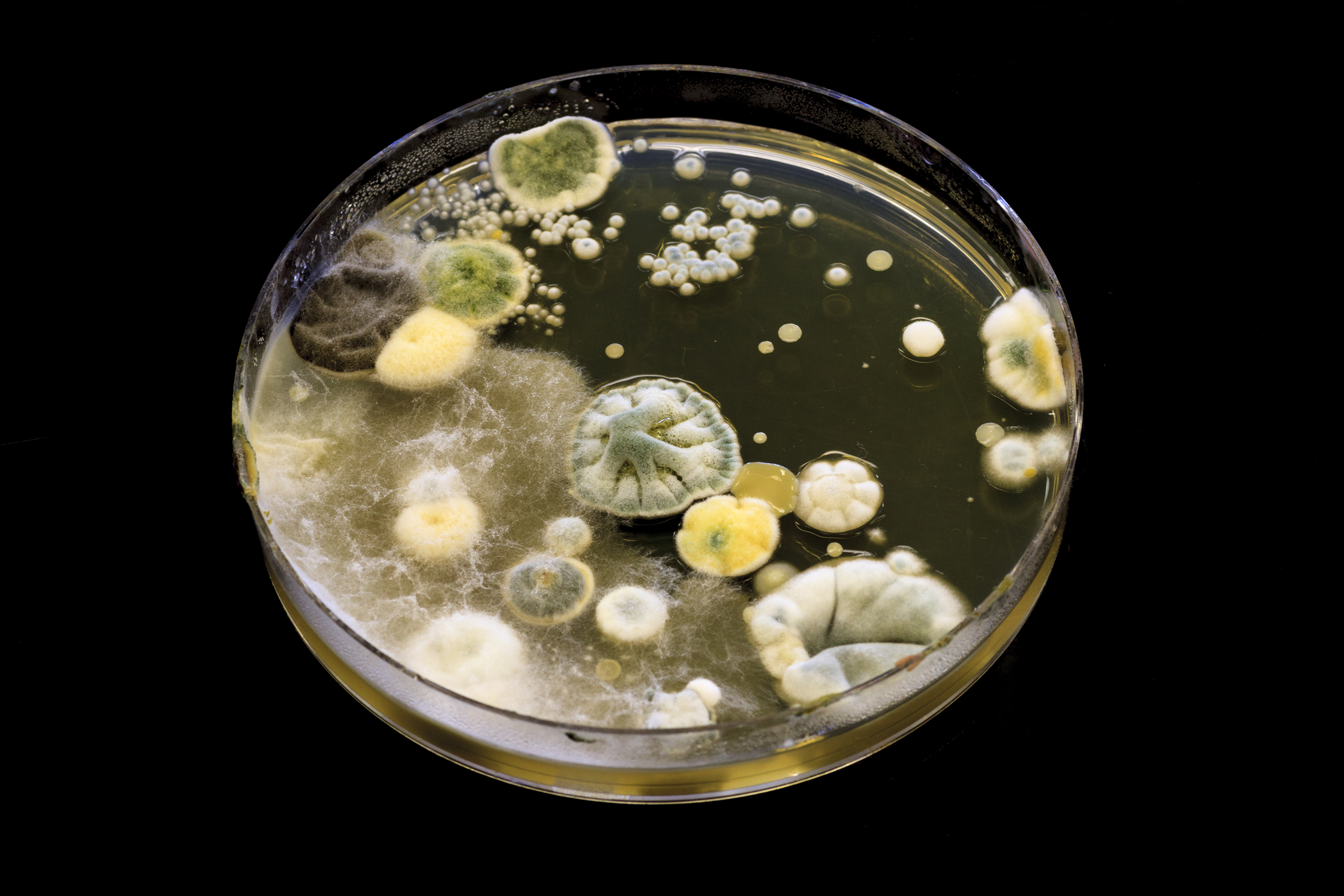 Challenges in Reconstructing Natural Microbial Diversity In Vitro