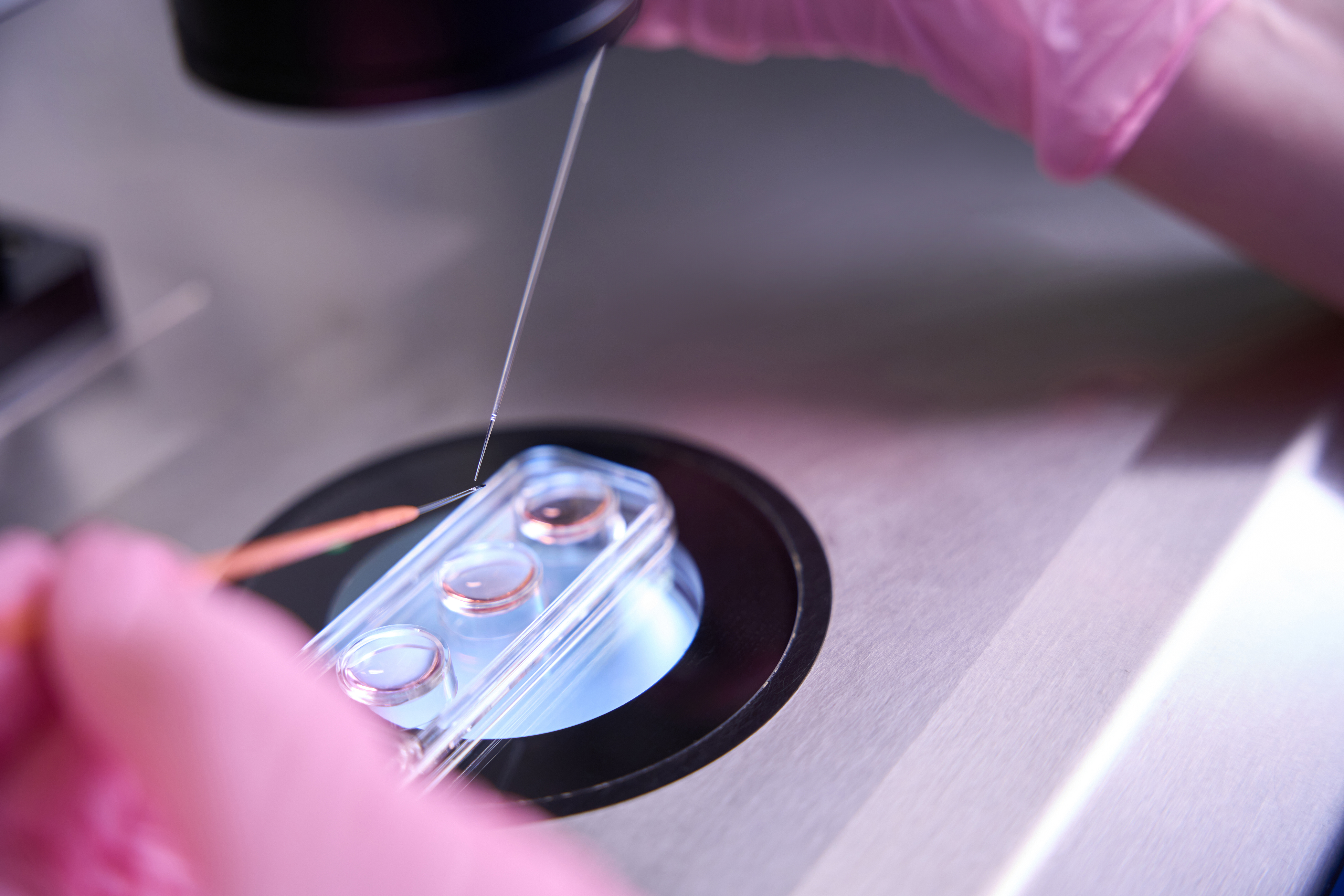 From Zygote to Blastocyst: Stages of Embryonic Development In Vitro