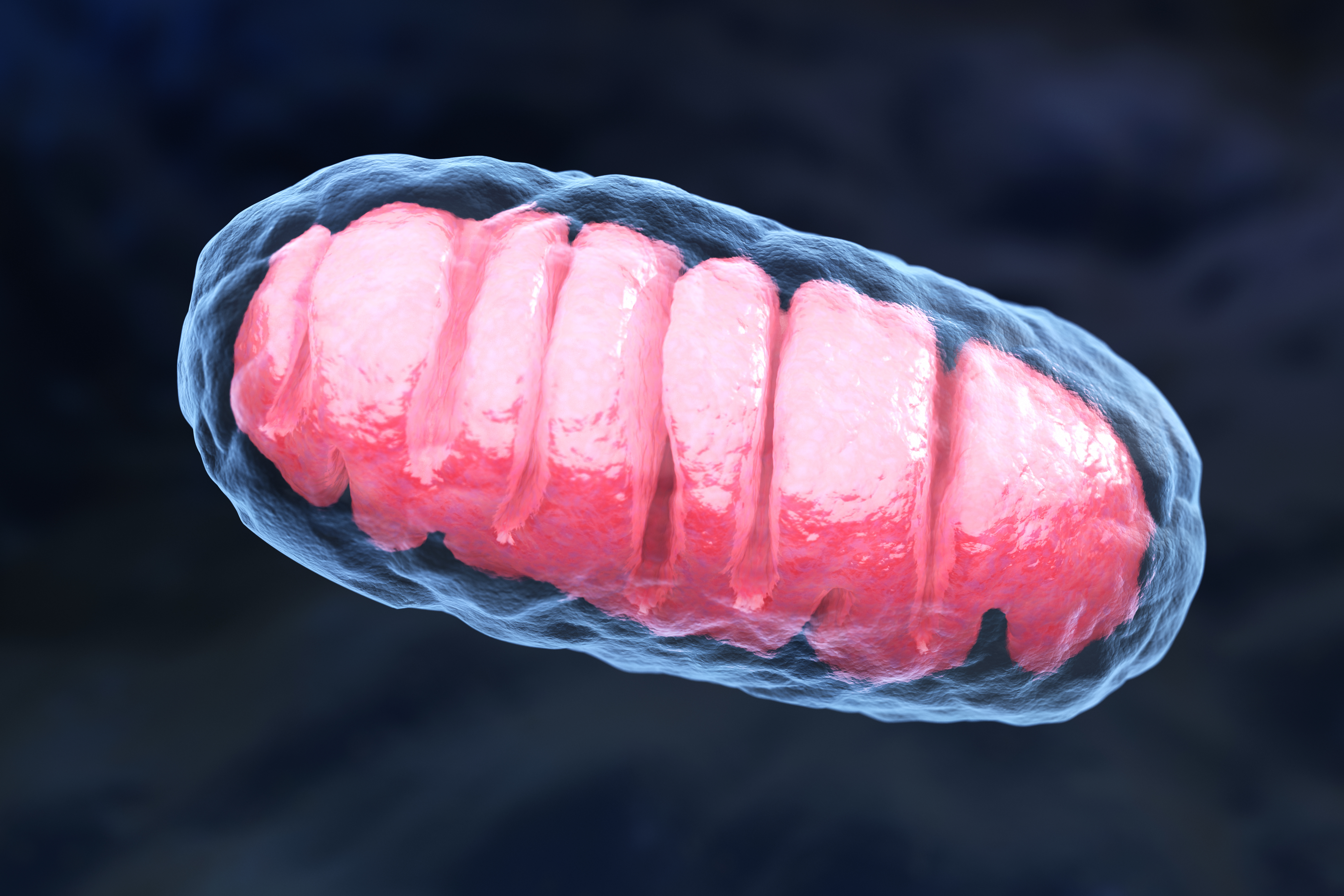 "One Organelle, Many Roles: Mitochondrial Activity Across Tissues"