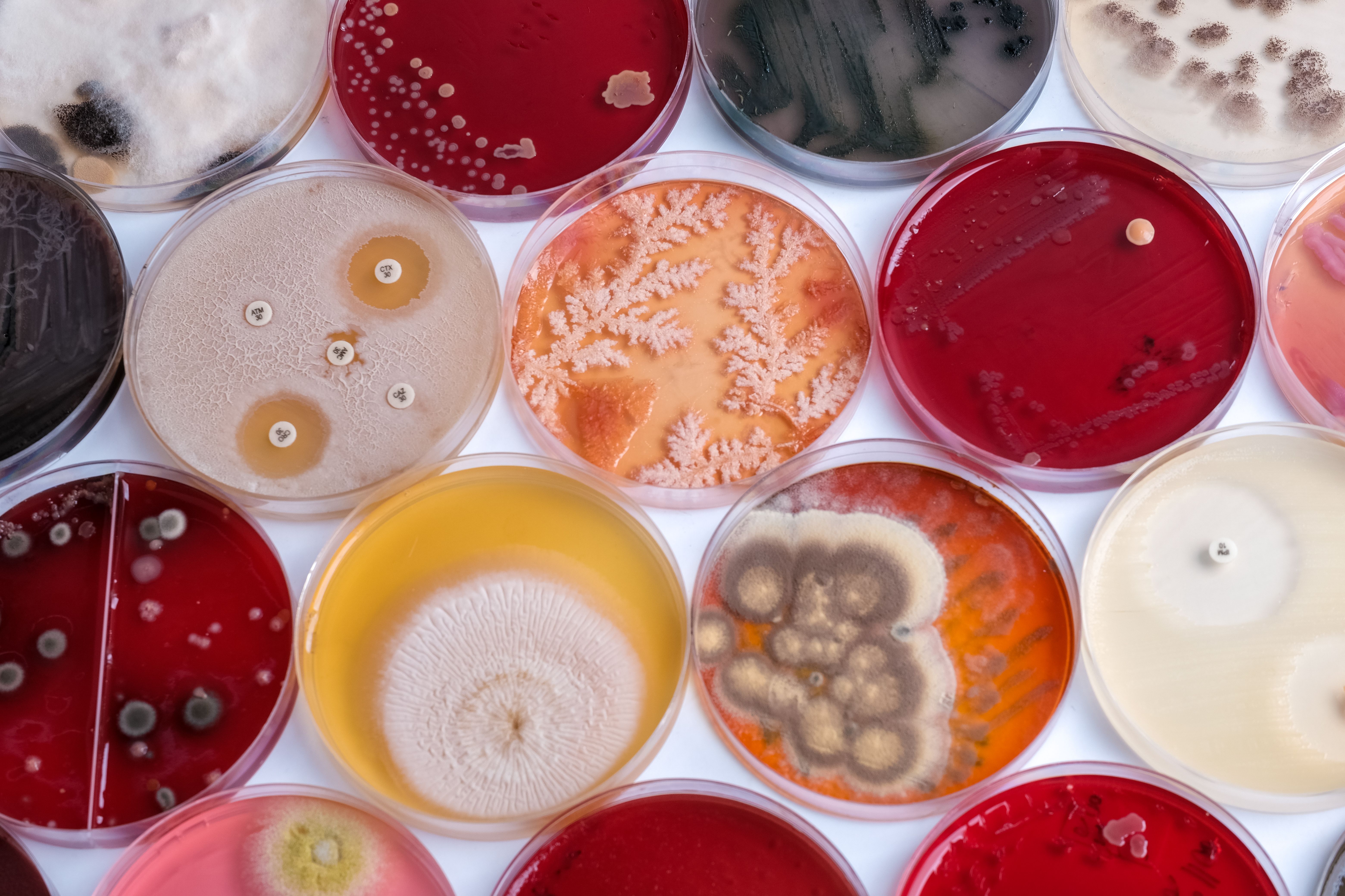 The Secret Life of Microorganisms: Nature’s Tiny Ecosystem Engineers
