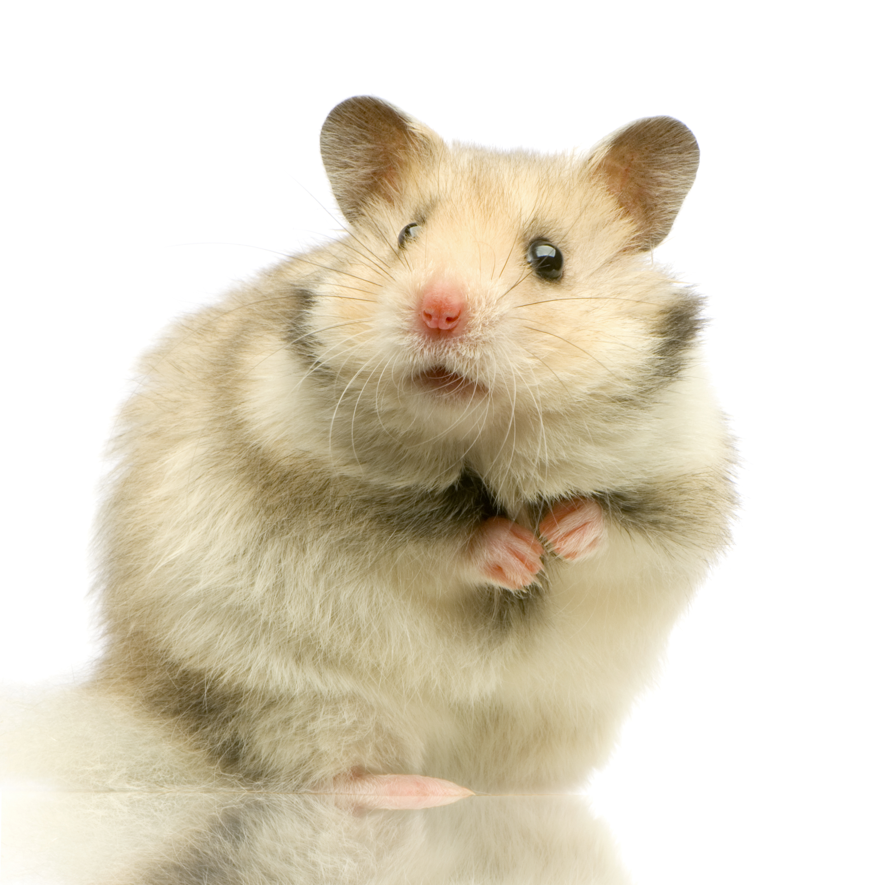 Hamster Monoclonal Antibodies