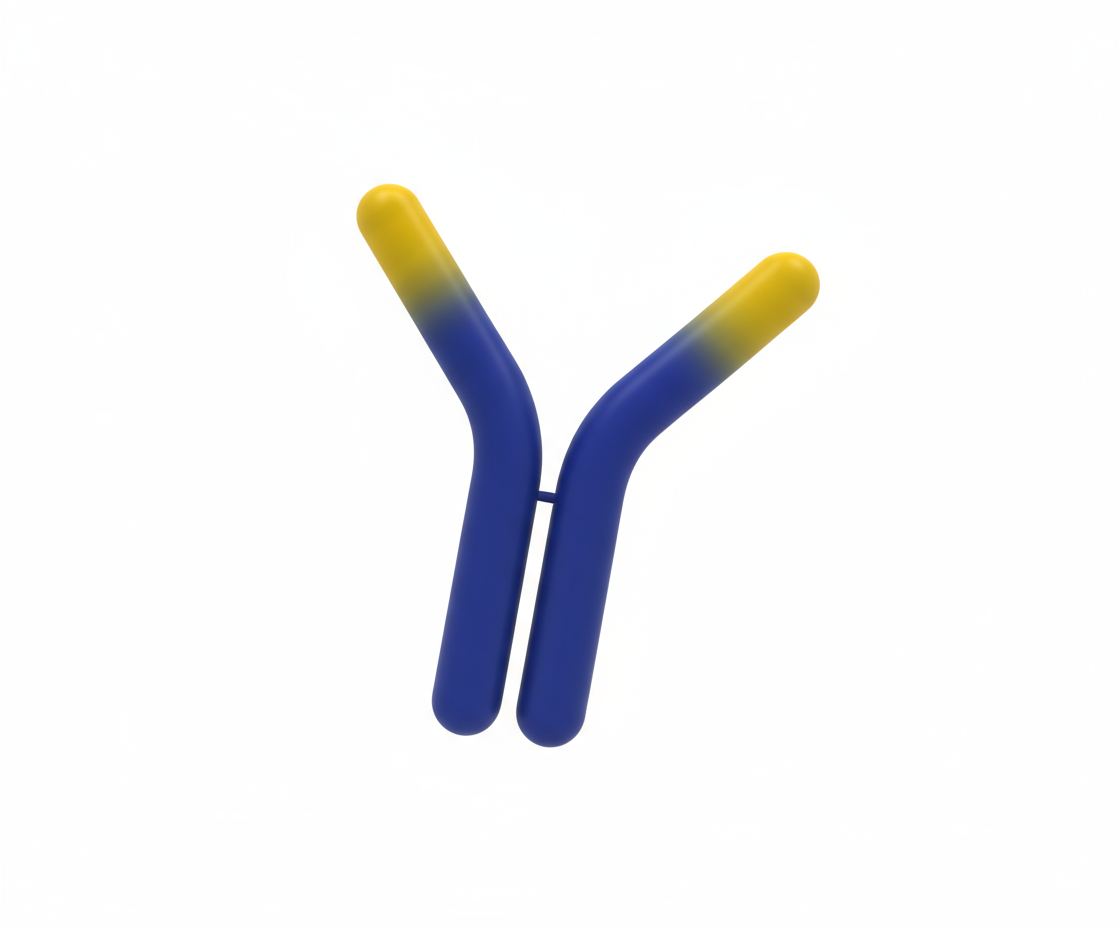 Monoclonal Antibodies