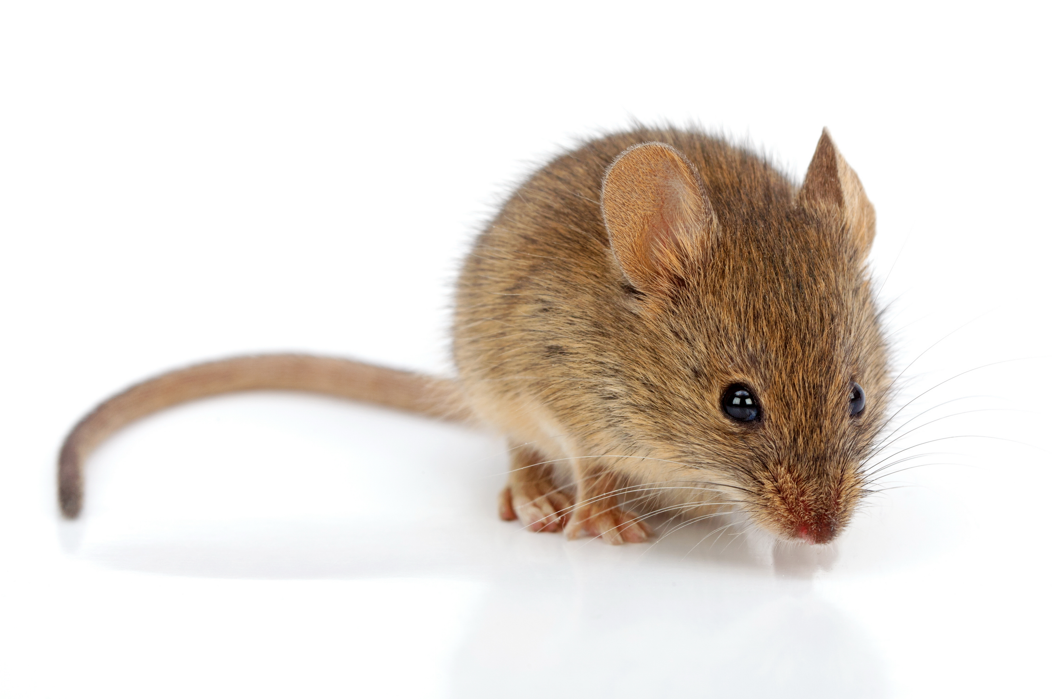 Mouse Monoclonal Antibodies