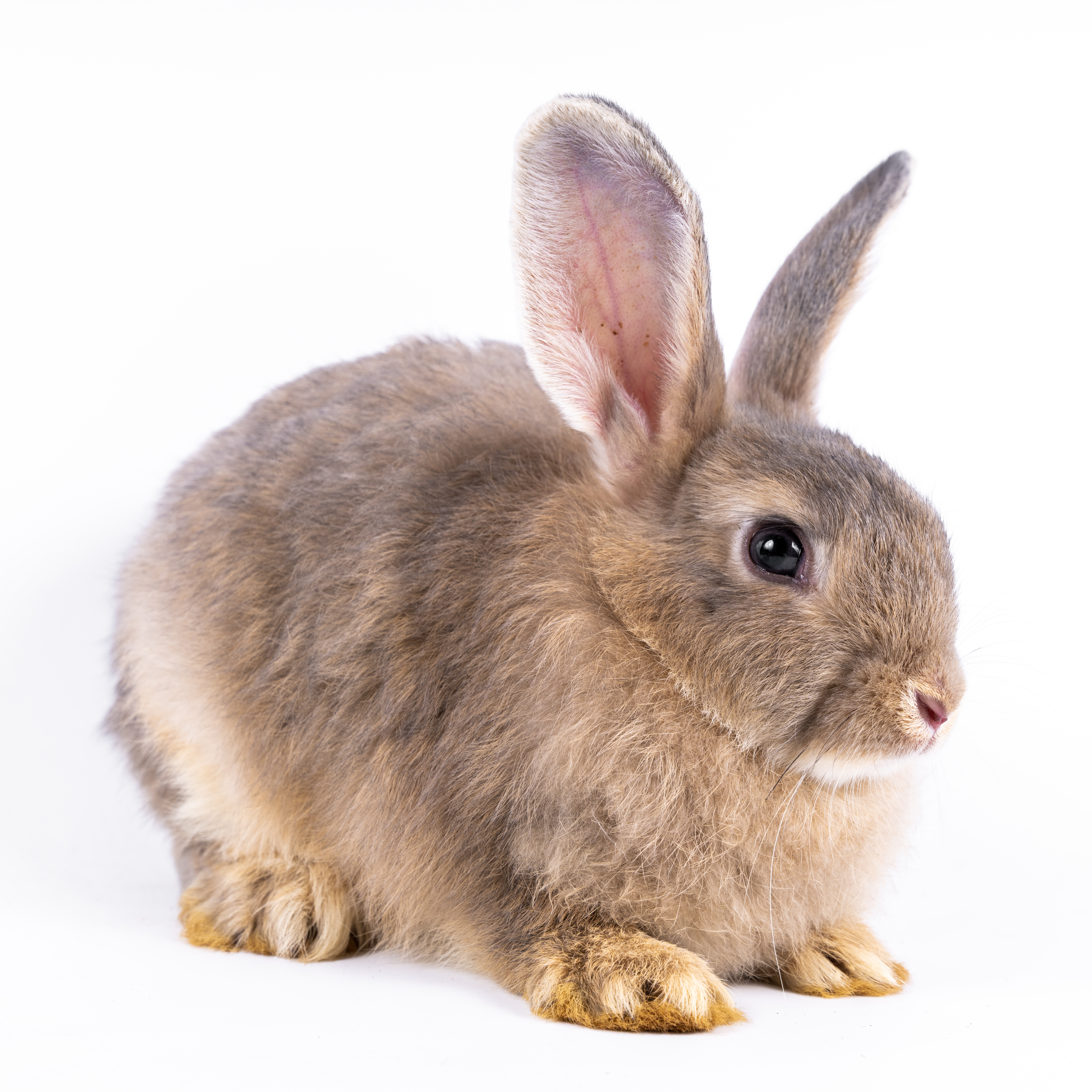 Rabbit Monoclonal Antibodies