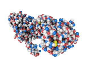 Fusion Proteins