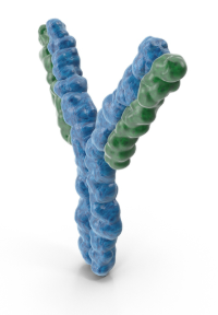 Recombinant Antibodies