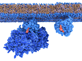 Signal Transduction Proteins