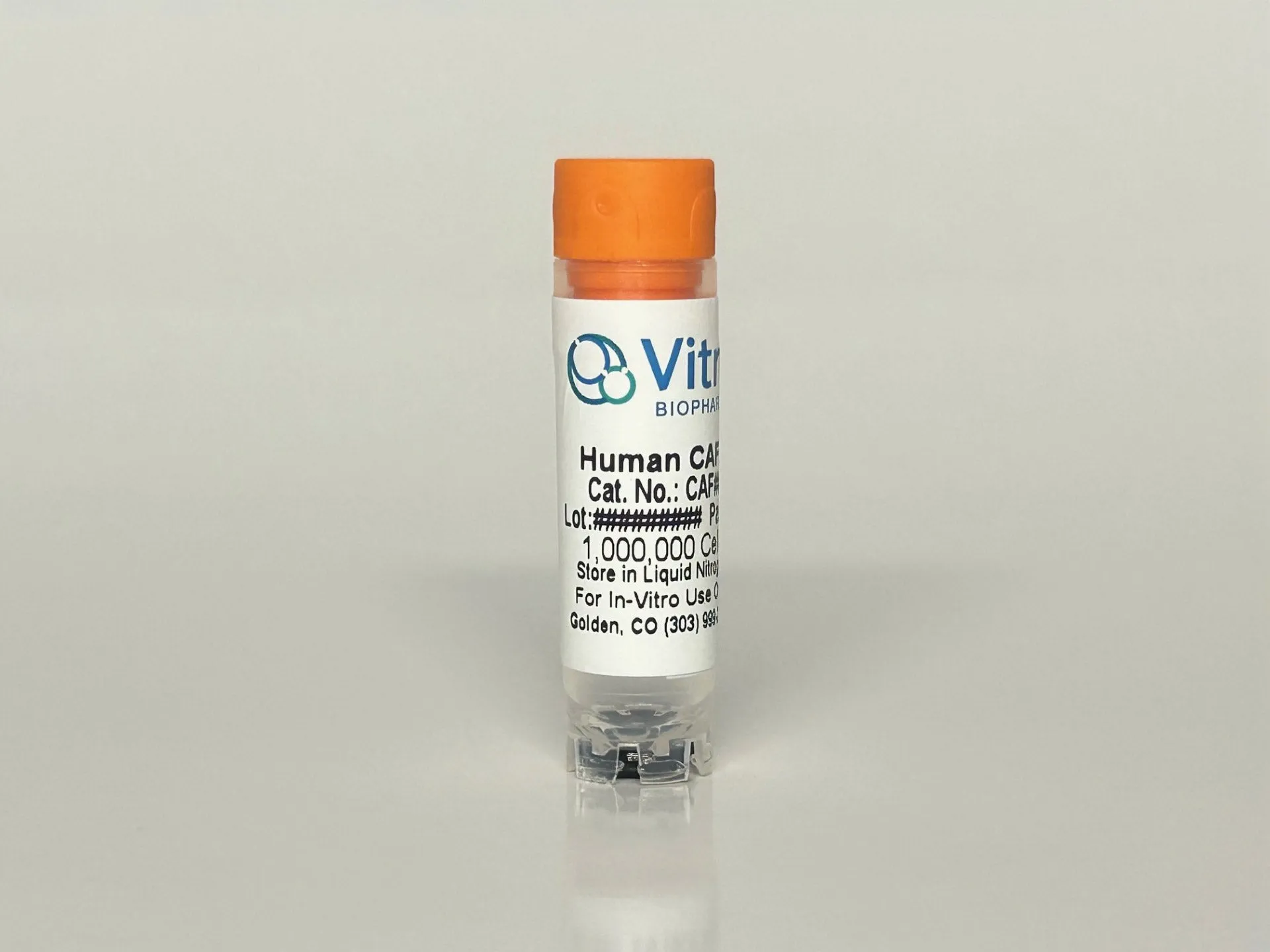 Human Melanoma CAFs - image 1