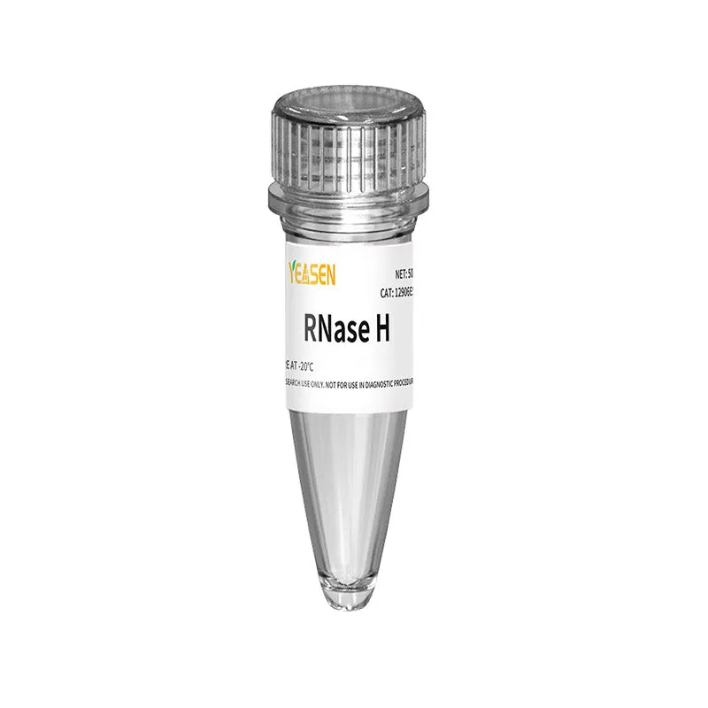 RNase H(5U/μL)