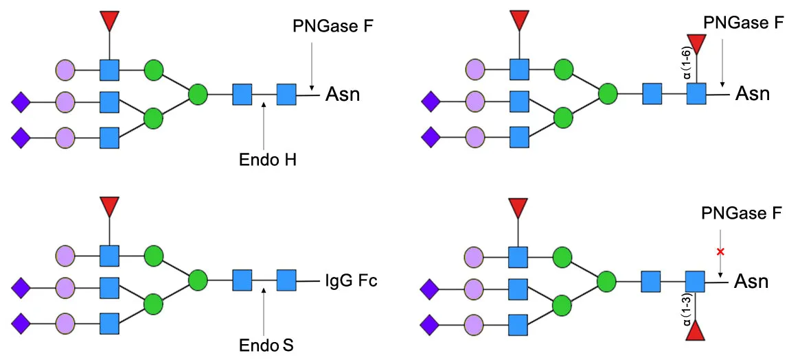 PNGase F (100U/μL) - 75000 U