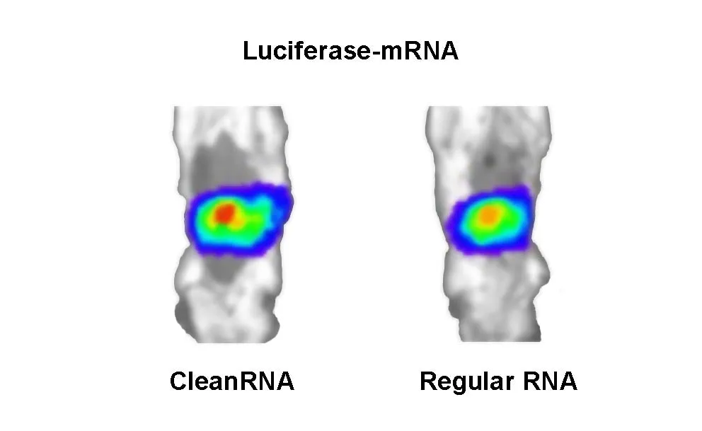 CleanRNA™ Firefly Luciferase-mRNA (low dsRNA) - image 1