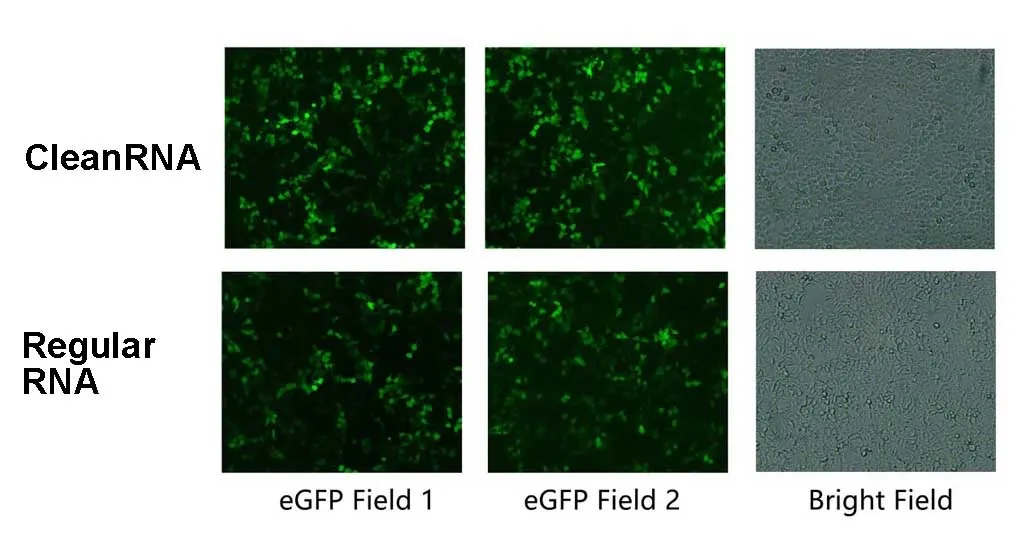 CleanRNA™