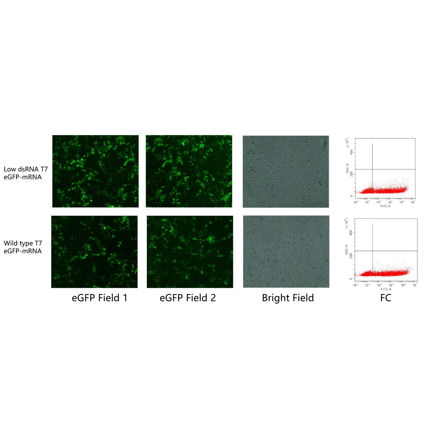 CleaScrip™ T7 RNA Polymerase (low dsRNA, 250 U/μL) - image 1