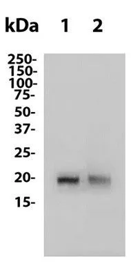 Anti-IFN Beta (HDB-4A7) In Vivo Antibody - Low Endotoxin - image 1