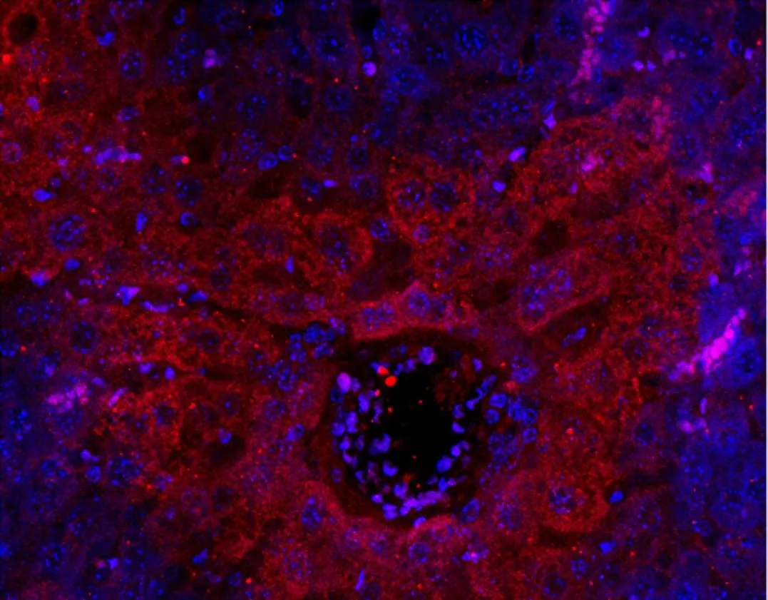 Anti-Mouse TNF Alpha (TN3-19.12) In Vivo Antibody - Ultra-Low Endotoxin - image 1