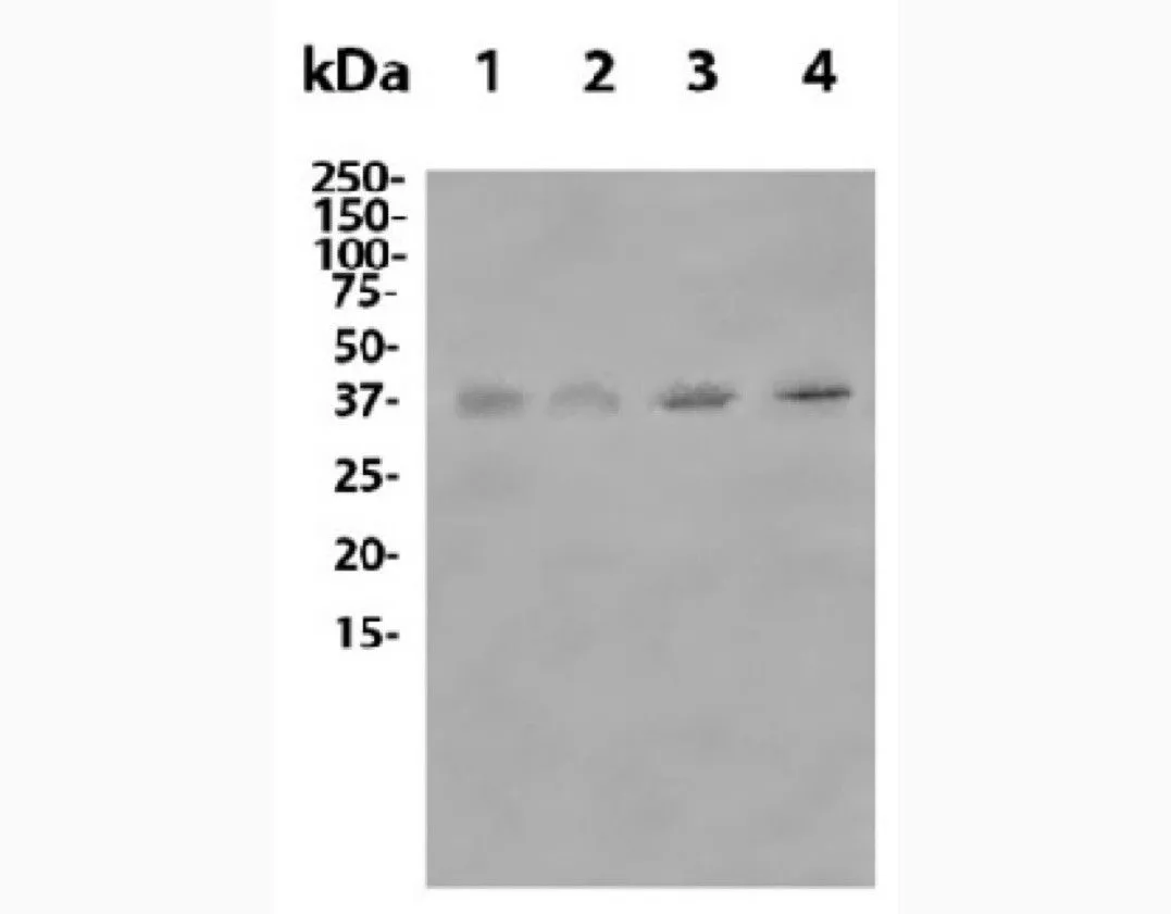Anti-Mouse CTLA-4 (9D9) In Vivo Antibody - Low Endotoxin - image 1