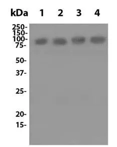 Anti-Mouse CD54 (YN1/1.7.4) In Vivo Antibody - Low Endotoxin - image 1