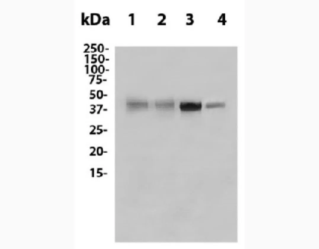 Anti-CTLA-4 (9H10) In Vivo Antibody - Low Endotoxin - image 1