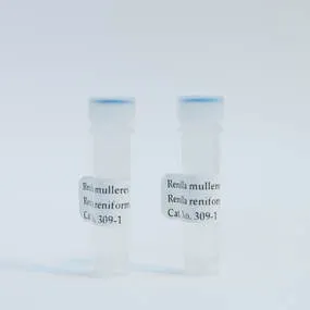 Renilla mullerei Luciferase - image 1
