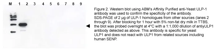 Anti-Yeast ULP1 - image 1