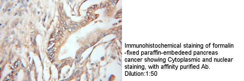 Anti Human REDD1 Polyclonal - image 1