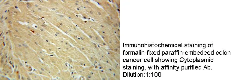 Anti Human COTL1 Polyclonal - image 1