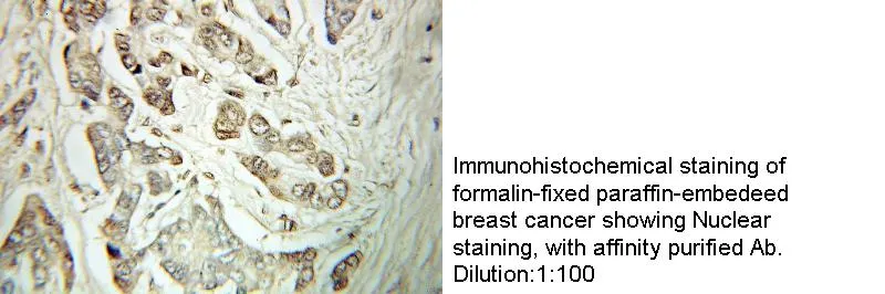 Anti Human ATF4 Polyclonal - image 1