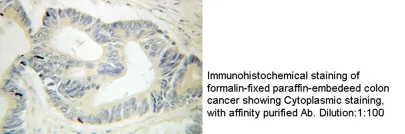 Anti Human HOOK1 Polyclonal - image 1