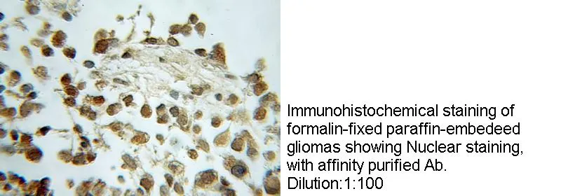 Anti Human EIF4E Polyclonal - image 1