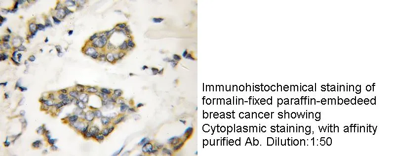 Anti Human ERRFI1 Polyclonal - image 1