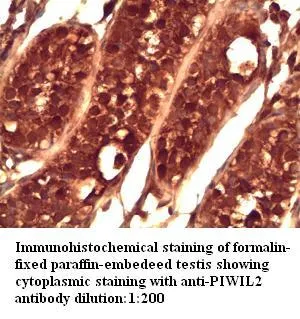 Anti-PIWIL2 - image 1