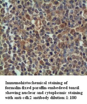 Anti-CDK2 - image 1