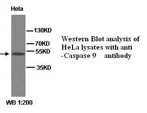 Anti-Caspase 9 - image 1