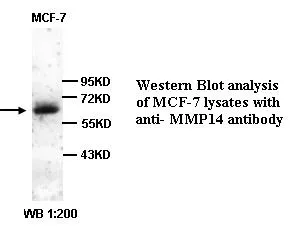 Anti-MMP14 - image 1