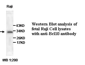 Anti-BCL10 - image 1