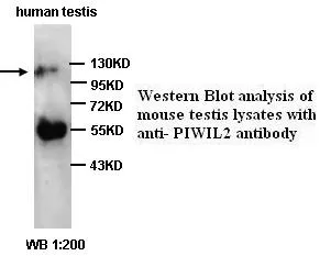 Anti-PIWIL2 - image 1