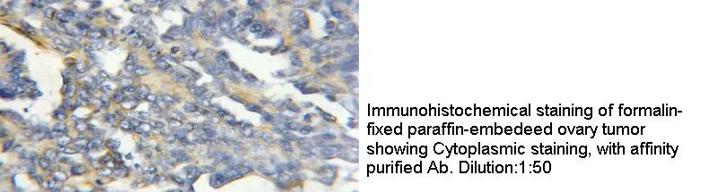 Anti Human COX4I2 Polyclonal - image 1