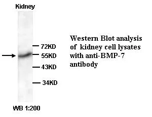 Anti-BMP7 - image 1