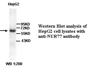 Anti-NR4A1 - image 1